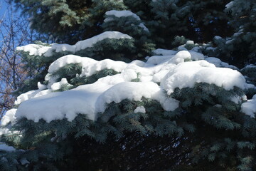 Cover of snow on branches of Picea pungens in mid february