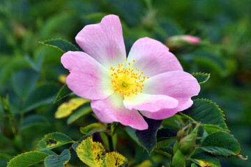 Dog rose flower (Rosa canina) with its pink petals