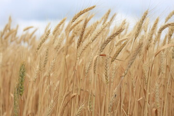 wheat against the gray sky