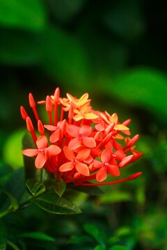 Closeup of blooming orange Ixora isolated in green nature background