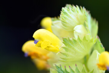 Fototapeta premium Selective focus macro photography of Rhinanthus burnatii