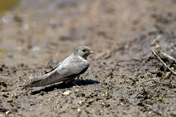 Crag martin // Felsenschwalbe (Ptyonoprogne rupestris)