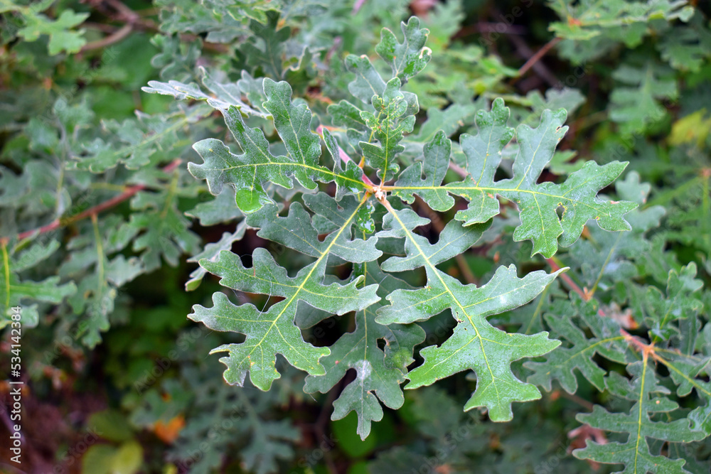 Sticker Quercus pyrenaica or Pyrenean oak leaves