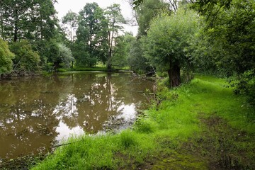Footpath and willows by the lake. Slaniska, Studenka. Northeast Moravia. Czechia. 