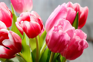 Fototapeta Bouquet of pink tulips on wooden background. obraz