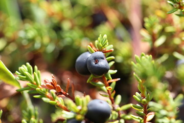 crowberry dwarf shrub with fruits alpine species