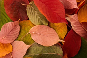 Autumn background. Multicolored leaves lie on the grass.