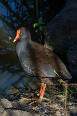 Dusky Moorhen