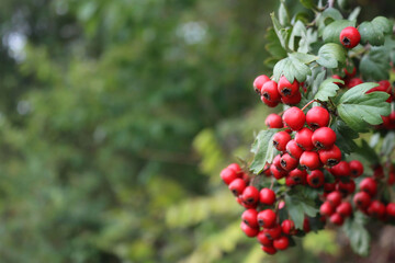 Natural backgounds with red berries of Common Hawthorn on branch and copy space. Crataegus monogyna 