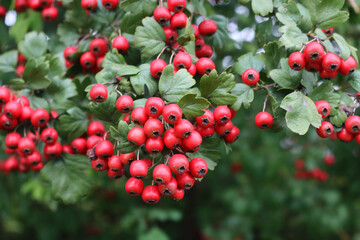 Close-up of red berries of Common Hawthorn on branch on early autumn season. Crataegus monogyna 