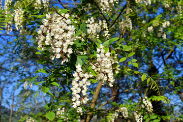 Black locust flowers (Robinia pseudoacacia)