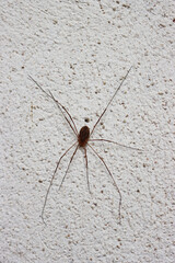Close-up of Opiliones Sundevall or Harvestman or Daddy long leg spider on white wall