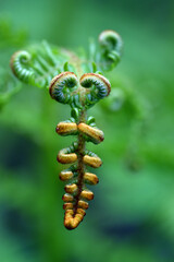 Bracken young fronds (Pteridium aquilinum). Vertical view