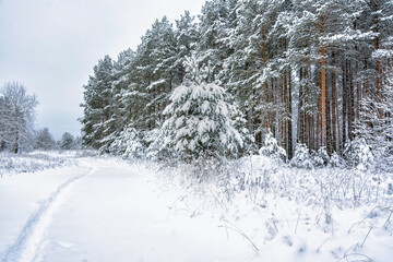 Snowy mixed forest in the month of December on a cloudy day.