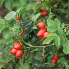  Close-up of red ripe dog-rose berries on early autumn. Rosa canina fruits. Wild rose hips on bush in nature
