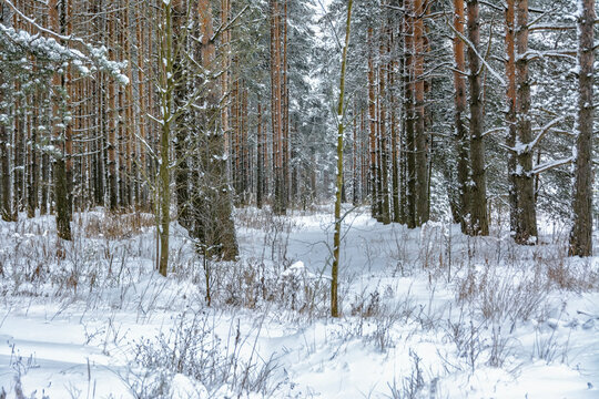 Snowy mixed forest in the month of December on a cloudy day.