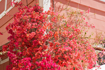 Purple Bougainvillea bush closeup on house facade