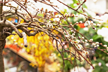 Branches with buds on a tree in a blooming spring garden. Yellow. Natural background
