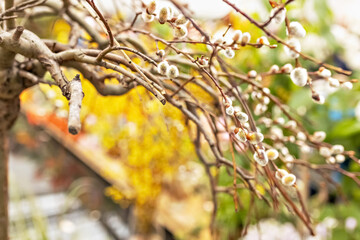 Branches with buds on a tree in a blooming spring garden. Yellow. Natural background