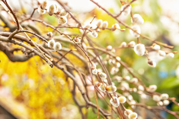 Branches with buds on a tree in a blooming spring garden. Yellow. Natural background