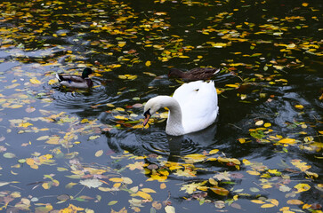 White swans and ducks on an autumn lake