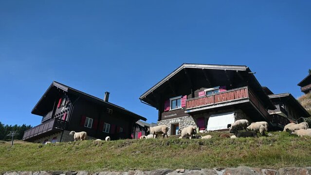 Flock of sheep pass in village. Real time of sheep running in front of wooden Swiss chalets. Bettmeralp, Switzerland.