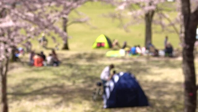 ぼかし背景素材: 満開の桜の木の下でテントやシートを用意して花見とキャンプを楽しむ家族たち  4K