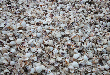 Full frame shot of white sea shells on Holbox Island in the Mexican state of Quintana Roo, Yucatán Peninsula, Gulf Coast of México.