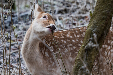 Portrait of a brown fawn with white dots nibbling on a branch in the forest