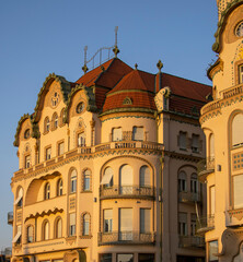 Fototapeta premium Vulturul Negru