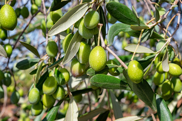 Concept of olive harvest. Close-up of an olive tree with ripe fruit.