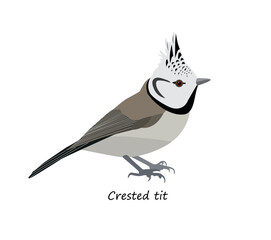 Crested tit isolated on white background. Vector illustration