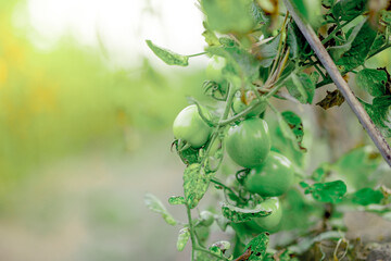 Tomatoes in a garden and glass greenhouse red green yellow tomatoes