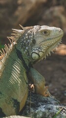 Fototapeta iguana on a branch obraz