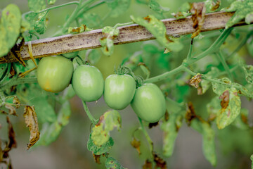 Tomatoes in a garden and glass greenhouse red green yellow tomatoes