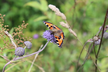 Bumblebee and butterfly collect nectar on blue flower