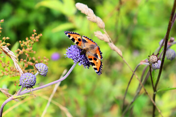 Fototapeta na wymiar Bumblebee and butterfly collect nectar on blue flower