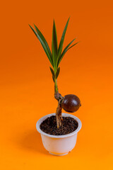 young coconut tree seeds in pots