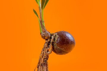 young coconut tree seeds in pots