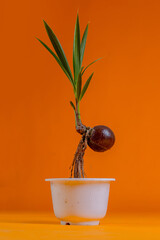 young coconut tree seeds in pots