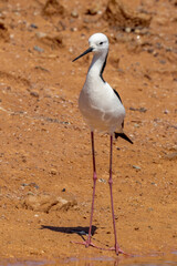 Pied Stilt in South Australia