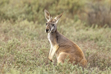 Naklejka na ściany i meble Red Kangaroo in South Australia