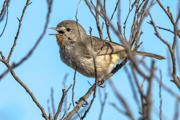 Rare Redthroat in South Australia