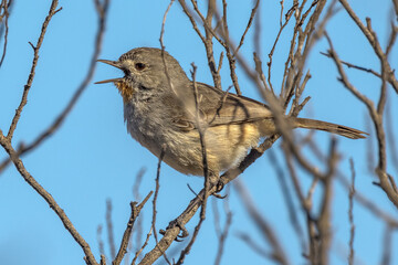 Rare Redthroat in South Australia
