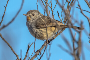 Rare Redthroat in South Australia