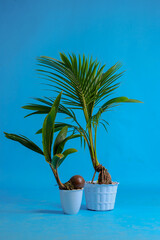 Young coconut tree seeds in pots