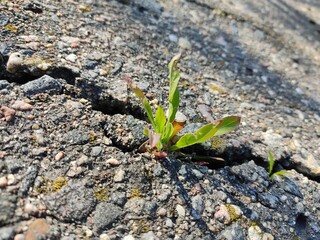 A green sprout sprouting through a stone slab. A young plant against a large gray stone. Rebirth and resilience as a new concept of life.