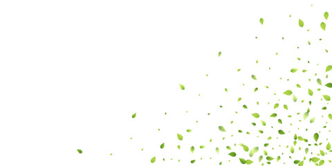 Leaves Green Falling Flying Foliage Leaf Tea Mint