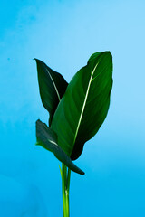 Beautiful green leaf of Dieffenbachia oerstedii, dumb cane, mother-in law's tongue