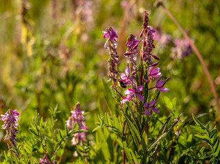 bee on the fireweed
